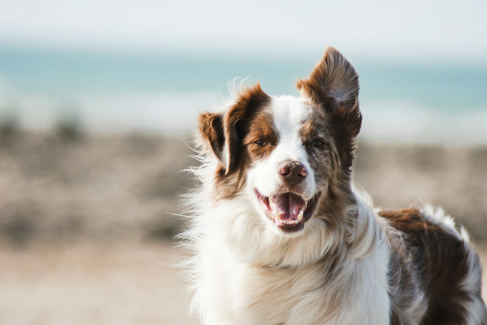 A happy brown and white dog with its ears in the breeze